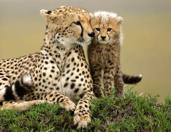 la maman guépard avec son petit